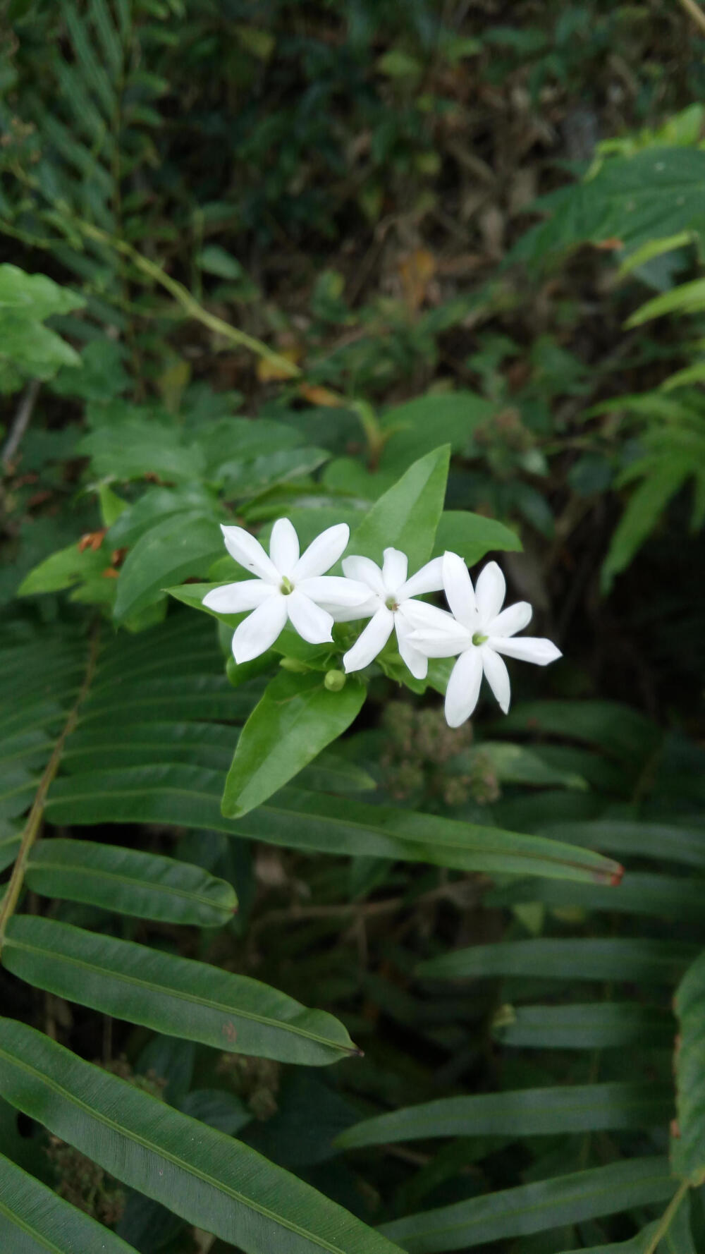 高要砚岗,奇花异草