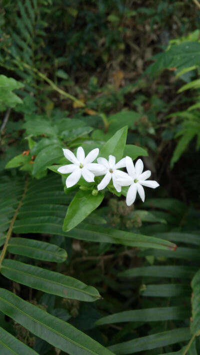 高要砚岗,奇花异草