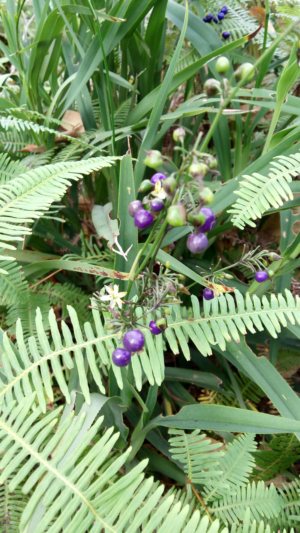 高要砚岗,奇花异草