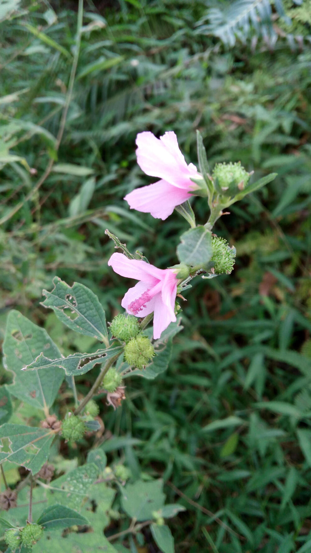 高要砚岗,奇花异草