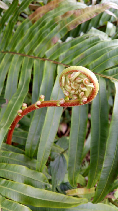 高要砚岗,奇花异草