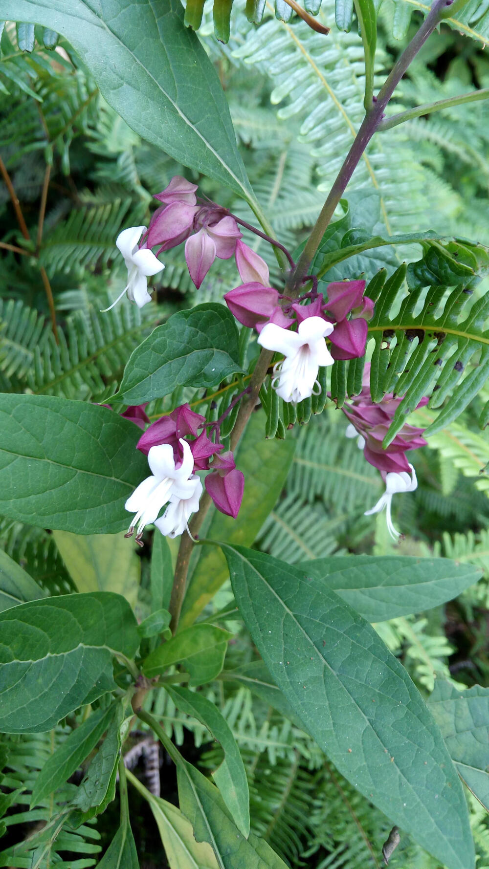 高要砚岗,奇花异草