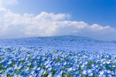 茨城县常陆国营海滨公园（ひたち海浜公园），每年在4月底5月初这段时间，园内450万株有着Baby Blue Eyes之称的粉蝶花会全部绽放