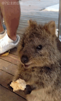 这是生活在澳洲的濒危物种短尾矮袋鼠，身高不足60厘米的它们看着就像野生皮卡丘。小家伙一点都不怕人，善用卖萌、对人傻笑、与人合影等技能赚取零嘴儿吃。
