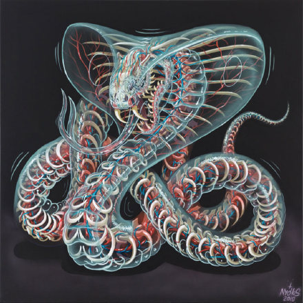 奥地利著名街头艺术家 Nychos （O尖峰视界）热衷于描绘生物的解剖结构。这组惊人的透明动物是他最新的画作～