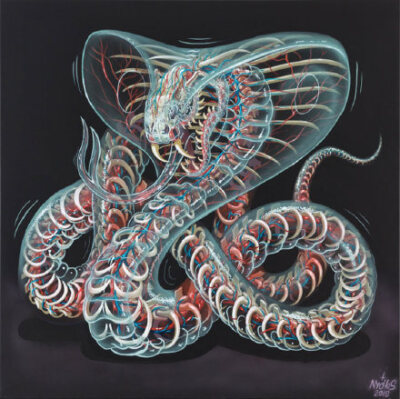 奥地利著名街头艺术家 Nychos （O尖峰视界）热衷于描绘生物的解剖结构。这组惊人的透明动物是他最新的画作～