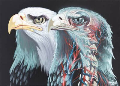 奥地利著名街头艺术家 Nychos （O尖峰视界）热衷于描绘生物的解剖结构。这组惊人的透明动物是他最新的画作～