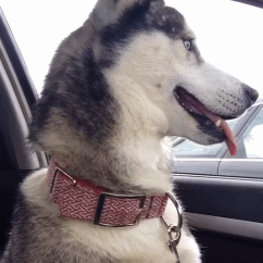 主人说他们家二哈发现是带它去看兽医，而不是去狗公园遛街时的表情变化