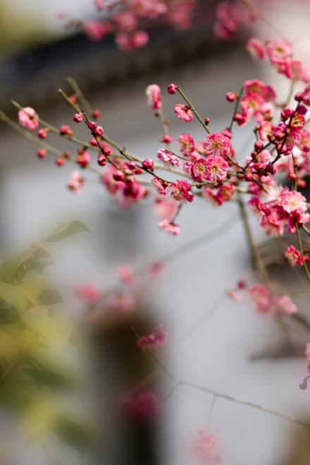 “ 细雨生寒未有霜，庭前木叶半青黄。小春此去无多日，何处梅花一绽香。” · 仇远《立冬》