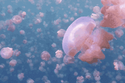 深海里的粉色水母