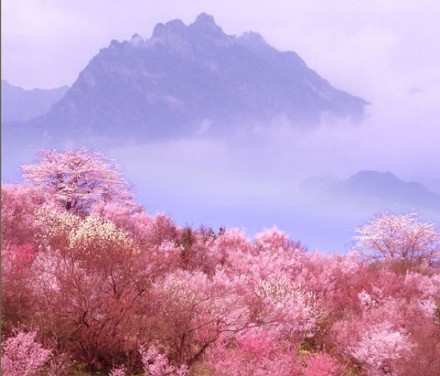 云南腾冲的樱花谷，漫山的野樱花铺成的梦。