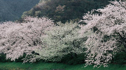 云南腾冲的樱花谷，漫山的野樱花铺成的梦。