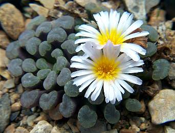 Frithia 光玉属 Frithia humilis 小型光玉