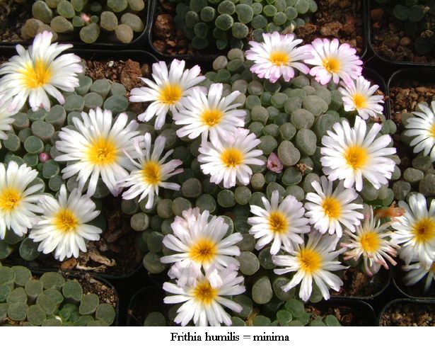 Frithia 光玉属 Frithia humilis 小型光玉