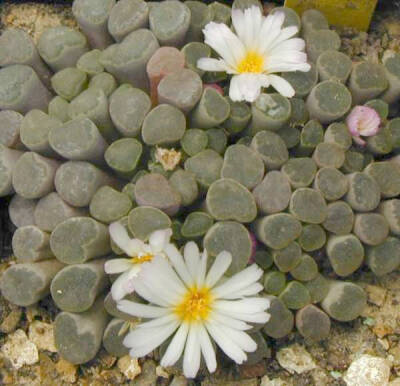 Frithia 光玉属 Frithia humilis 小型光玉