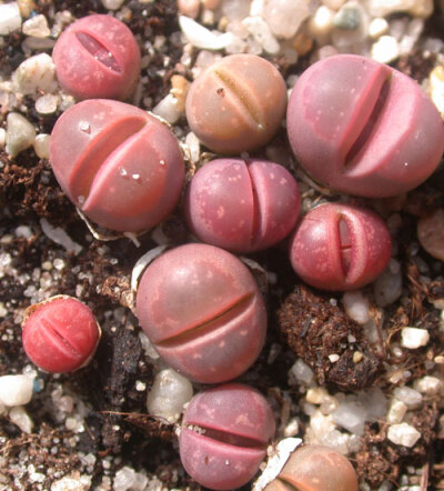 Lithops olivacea v.nebrownii cv.red olive.jpg——生石花属