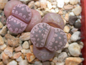 Lithops otzeniana cv.Chezky Granat 02.jpg