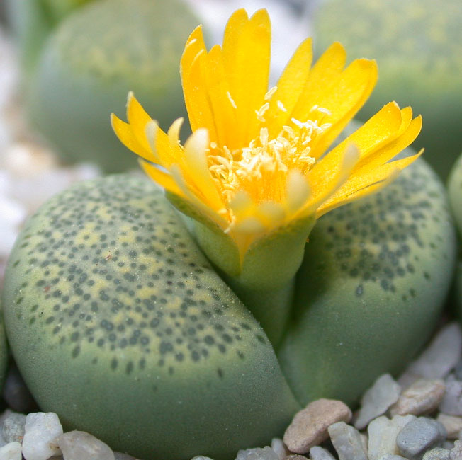 Lithops terricolor C345A.jpg