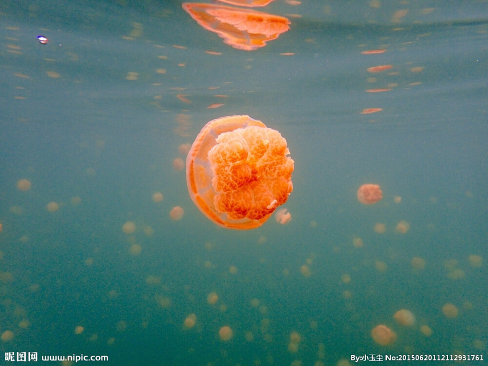 水母 水母湖 无毒水母 帕劳 大海 海洋 海洋生物 海洋动物 透明水母 高清大图 旅行照片 摄影 生物世界 海洋生物 72DPI JPG