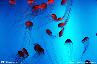 水母 海水 海洋 海洋馆 蓝色 海洋生物 生物世界 摄影 72DPI JPG