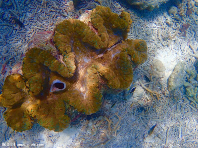 珊瑚 大海 海洋 海洋生物 太平洋 潜水 帕劳 热带鱼 五彩斑斓 珊瑚海 国外 自然 热带 摄影 高清图片 砗磲 贝壳 大贝壳 百年砗磲 旅行照片 摄影 旅游摄影 自然风景 72DPI JPG
