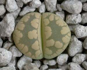 C128A Lithops otzeniana 1.jpg