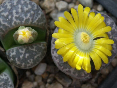 C304 Lithops naureeniae 3.jpg——生石花属