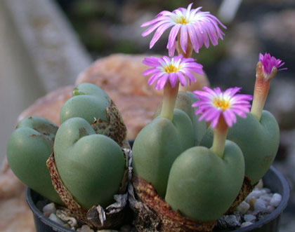 Conophytum globosum Perdekop