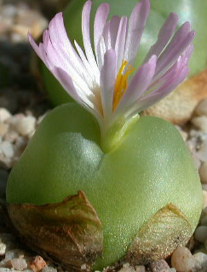 Conophytum ratum Namies