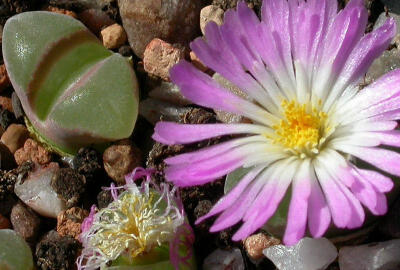 Conophytum lydiae SB.1103