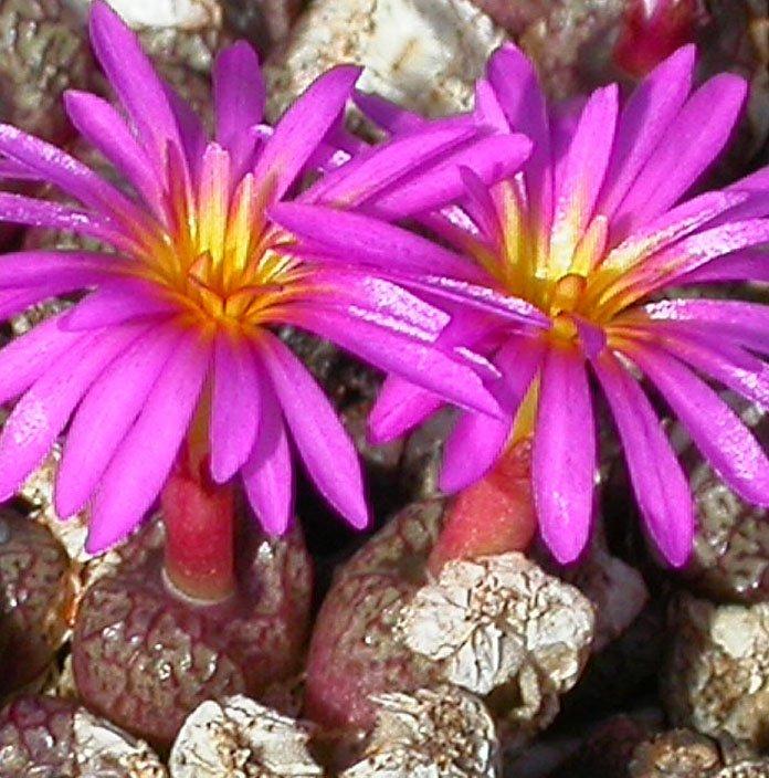 Conophytum minusculum ARM.388A