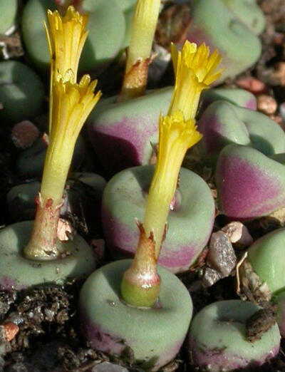 Conophytum pageae CR.1329