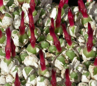 Conophytum piluliforme ssp.edwardii