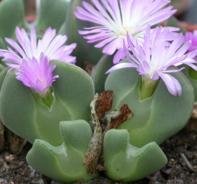 Conophytum regale