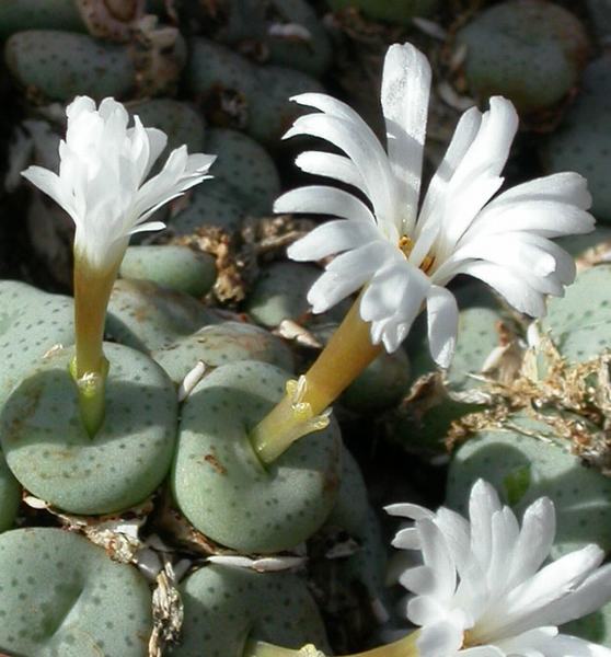 Conophytum jucundum ssp.fragile RR.596