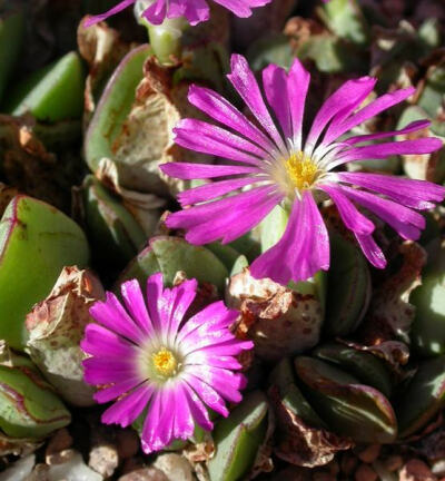 Conophytum hanae