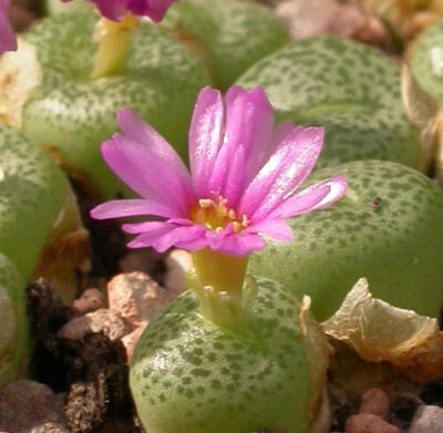 Conophytum hermarium ARM.669