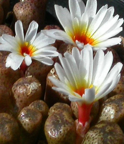 Conophytum pellucidum ssp.lilianum SB.1175