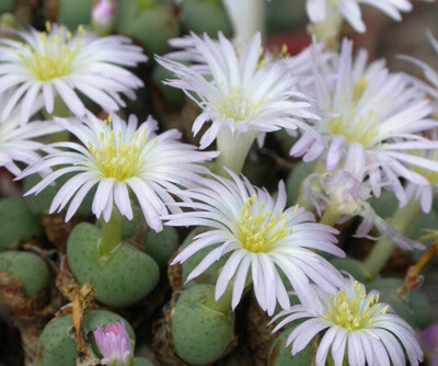 Conophytum velutinum ssp. polyandrum RR.1086