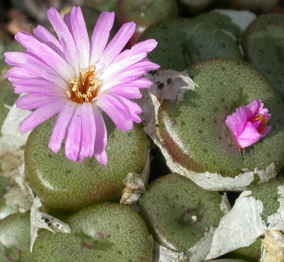 Conophytum obscurum ssp.sponcaliorum SH.1437