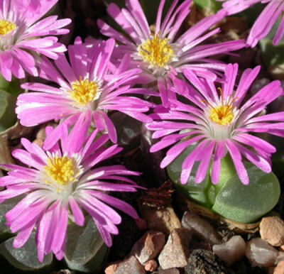 Conophytum pubescens MG.1802.84