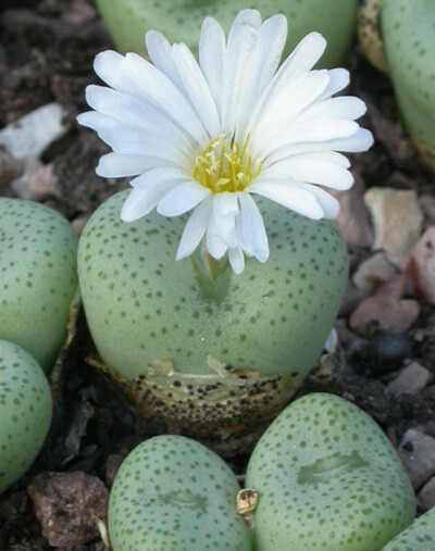 Conophytum schlechteri SB.1197