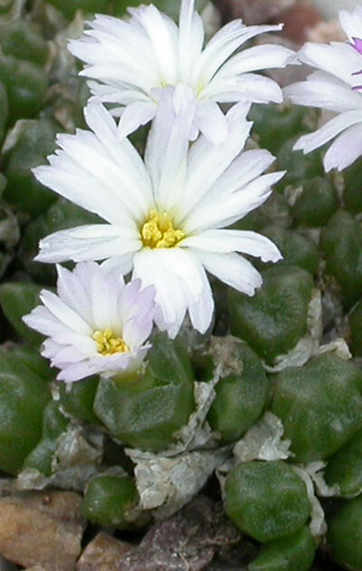 Conophytum ectypum ssp.sulcatum