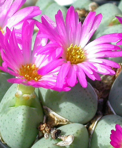 Conophytum taylorianum ssp.ernianum LAV.27669