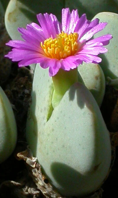 Conophytum taylorianum ssp.ernianum MG.1456.1