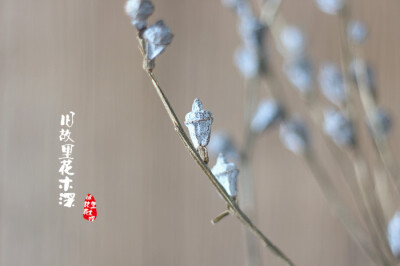 【蓝桉果】文艺原生态干花干果插花家居咖啡屋酒吧装饰干花花艺