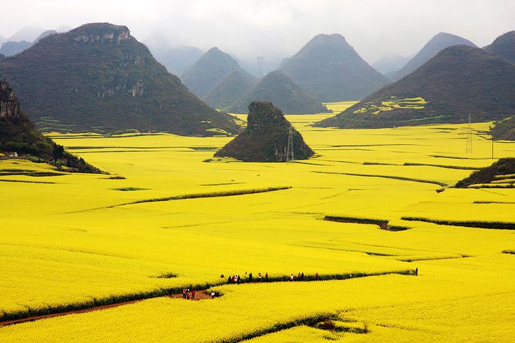 油菜花