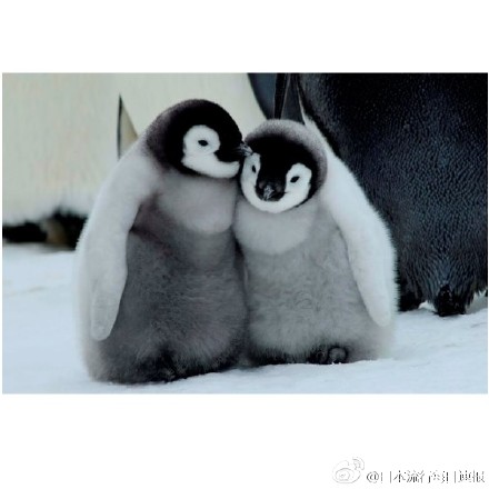 【超治愈写真集】学研社发售超级治愈的写真集「北極微笑・南極微笑」，写真集里共收录了北极南极的可爱动物共26种。没有比这更萌的啦…