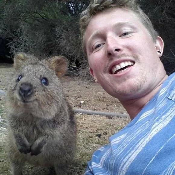 澳大利亚的 短尾矮袋鼠 ，因其胖嘟嘟的脸庞和“甜美”的笑容被称为“世界上最快乐的动物”。虽然已是濒危物种，却很喜欢和人类亲密接触，特别喜欢抢镜。。。萌翻~(*´ω｀*)
