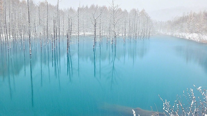 【美瑛青池】美瑛青池（Blue pond）位于日本北海道美瑛川左岸，湖水时而蓝宝石般，时而翡翠玉般，会随着天气转变和光线不同而改变颜色，走近美瑛青池，如同走入了仙境，一副云雾缭绕的朦胧美。池中池外的植物，更是给这片蓝添加了几丝诗意。